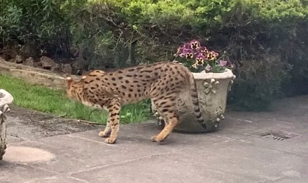 img_5622-624x372 Teroare cu gheare: explozia pisicilor „psihopate” Savannah în Marea Britanie